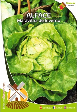 Lechuga Maravilla de Invierno