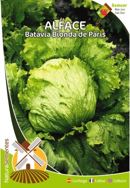 Lechuga Batávia Bionda de Paris