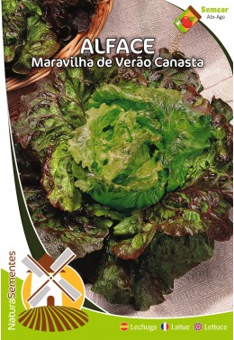 Lechuga Maravilla de Verano Canasta