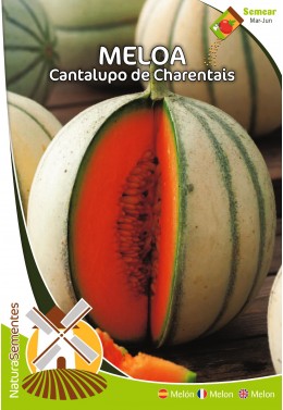 Melón Cantalupo di Charentai