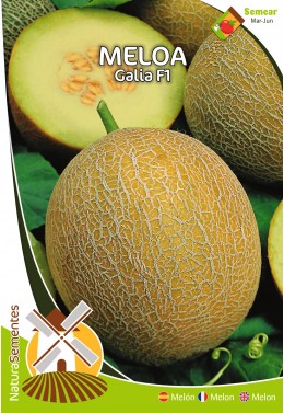 Melón Galia F1