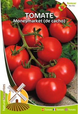 Tomate Moneymaker (de racimo)