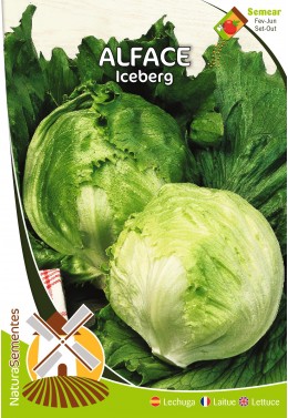 Lechuga Iceberg