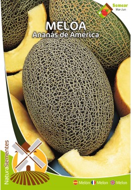 Melón Piña de América