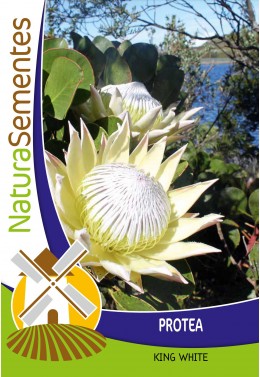 Protea King White