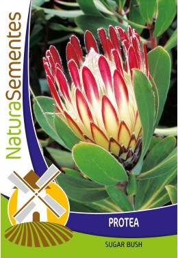 Protea Sugar Bush