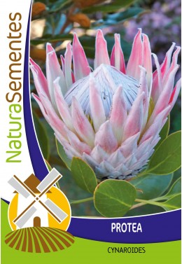 Protea cynaroides