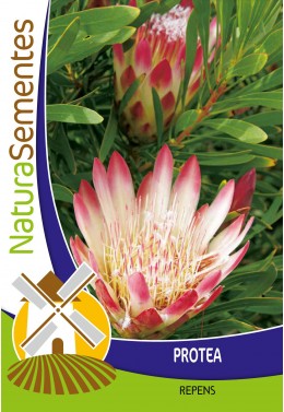 Protea repens