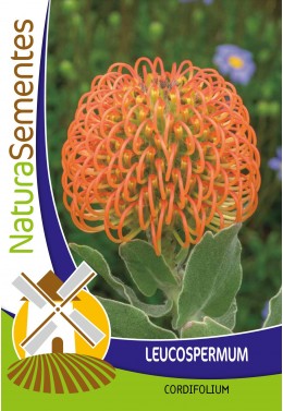 Leucospermum cordifolium