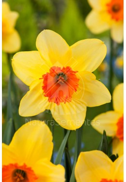 Narcisos Singelos