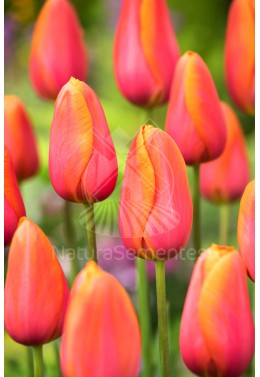 Tulipas Singelas