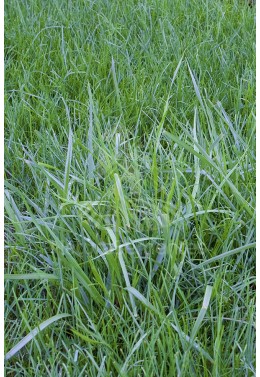 Festuca arundinacea Tomahawk