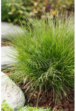 Festuca arundinacea Starlet