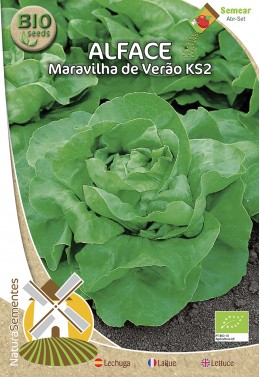 Lechuga Maravilla de Verano KS2